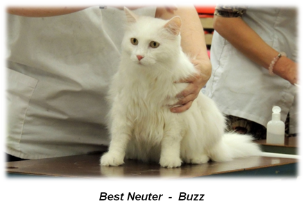 Buzz - Best Neuter